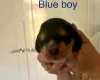 Cocker Spaniel (Show)