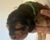 Cocker Spaniel (Show)