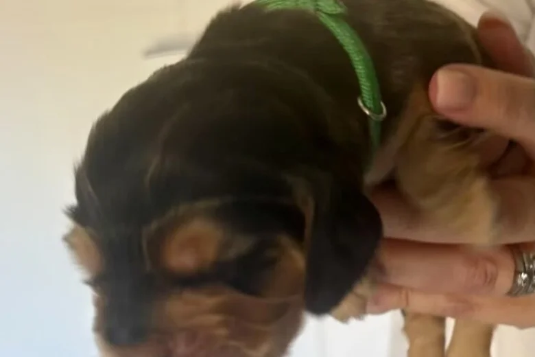 Cocker Spaniel (Show)