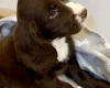 Cocker Spaniel (Show)