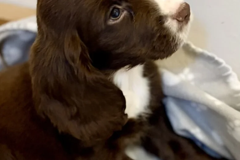 Cocker Spaniel (Show)