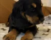 Cocker Spaniel (Show)