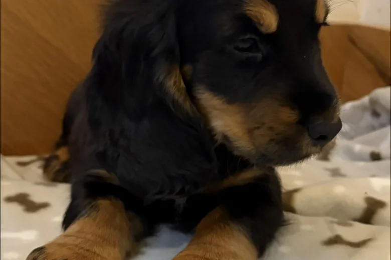 Cocker Spaniel (Show)