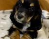Cocker Spaniel (Show)