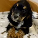 Cocker Spaniel (Show)