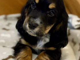 Cocker Spaniel (Show)