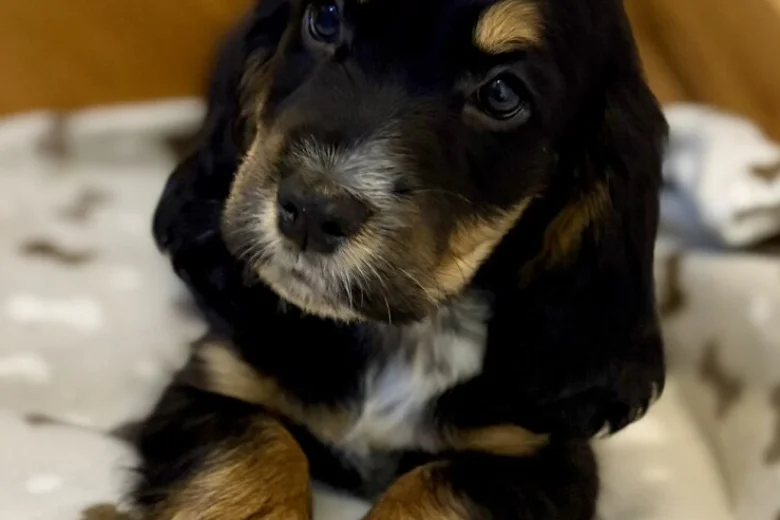 Cocker Spaniel (Show)