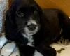 Cocker Spaniel (Show)