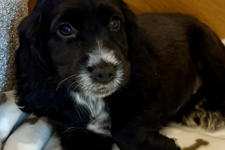 Cocker Spaniel (Show)