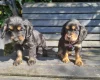 Cocker Spaniel (Show)