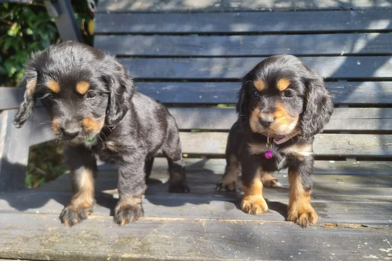 Cocker Spaniel (Show)