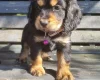 Cocker Spaniel (Show)