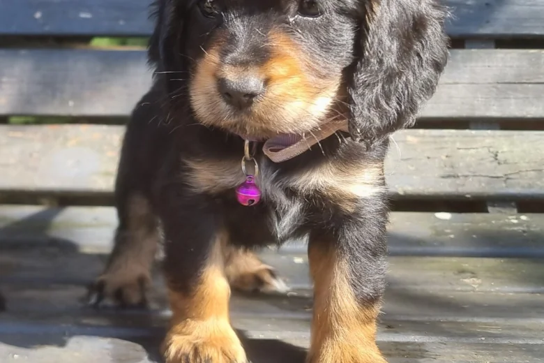 Cocker Spaniel (Show)