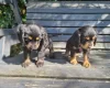 Cocker Spaniel (Show)