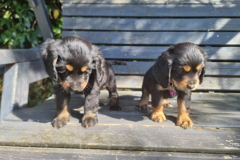 Cocker Spaniel (Show)