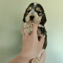 Cocker Spaniel (Show)