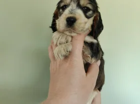 Cocker Spaniel (Show)
