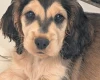 Cocker Spaniel (Show)