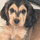Cocker Spaniel (Show)