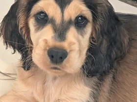 Cocker Spaniel (Show)