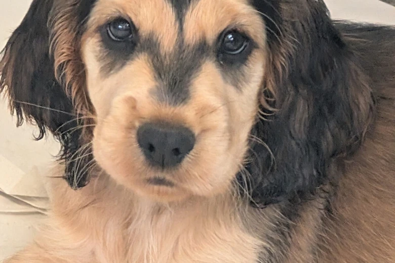 Cocker Spaniel (Show)