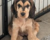 Cocker Spaniel (Show)