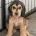 Cocker Spaniel (Show)