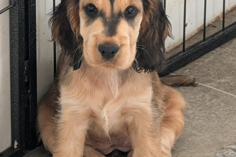 Cocker Spaniel (Show)
