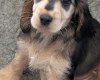 Cocker Spaniel (Show)