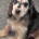 Cocker Spaniel (Show)