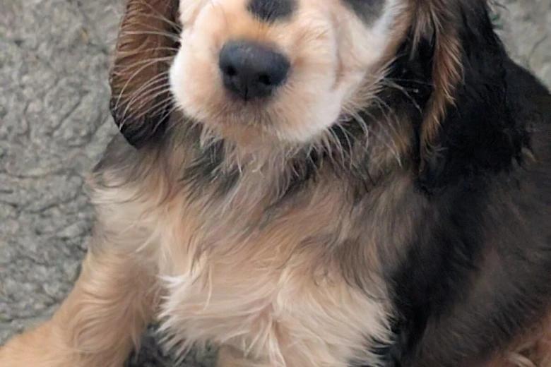 Cocker Spaniel (Show)