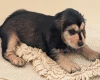 Cocker Spaniel (Show)