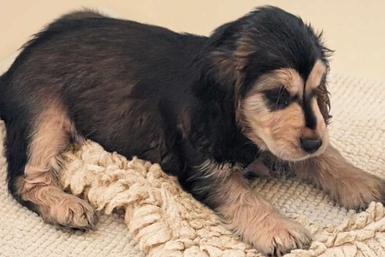 Cocker Spaniel (Show)