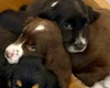 Cocker Spaniel (Show)