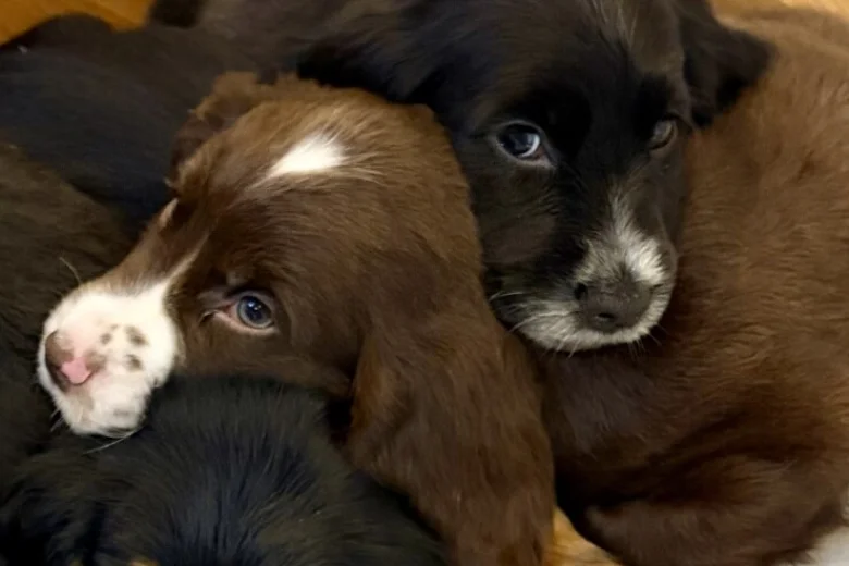 Cocker Spaniel (Show)