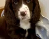 Cocker Spaniel (Show)