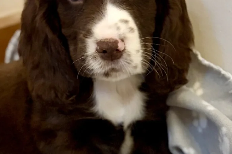 Cocker Spaniel (Show)