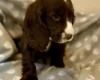 Cocker Spaniel (Show)
