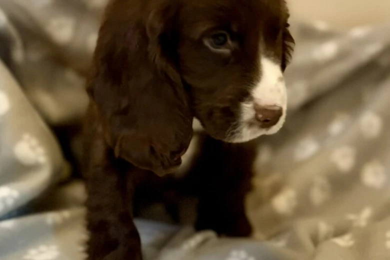 Cocker Spaniel (Show)