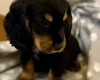 Cocker Spaniel (Show)