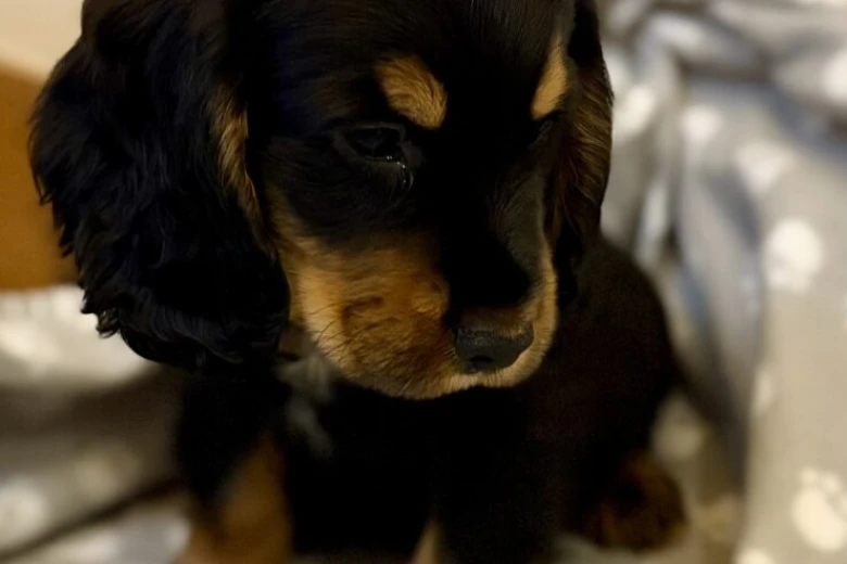 Cocker Spaniel (Show)