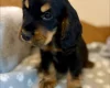 Cocker Spaniel (Show)