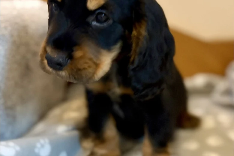 Cocker Spaniel (Show)