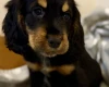 Cocker Spaniel (Show)