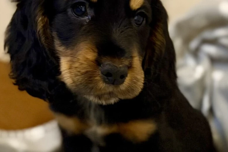 Cocker Spaniel (Show)