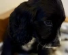 Cocker Spaniel (Show)
