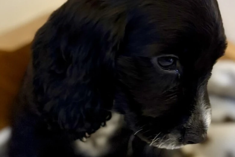 Cocker Spaniel (Show)