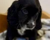 Cocker Spaniel (Show)
