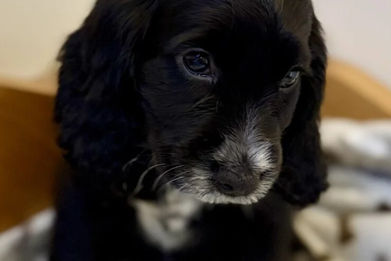 Cocker Spaniel (Show)