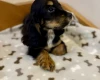 Cocker Spaniel (Show)